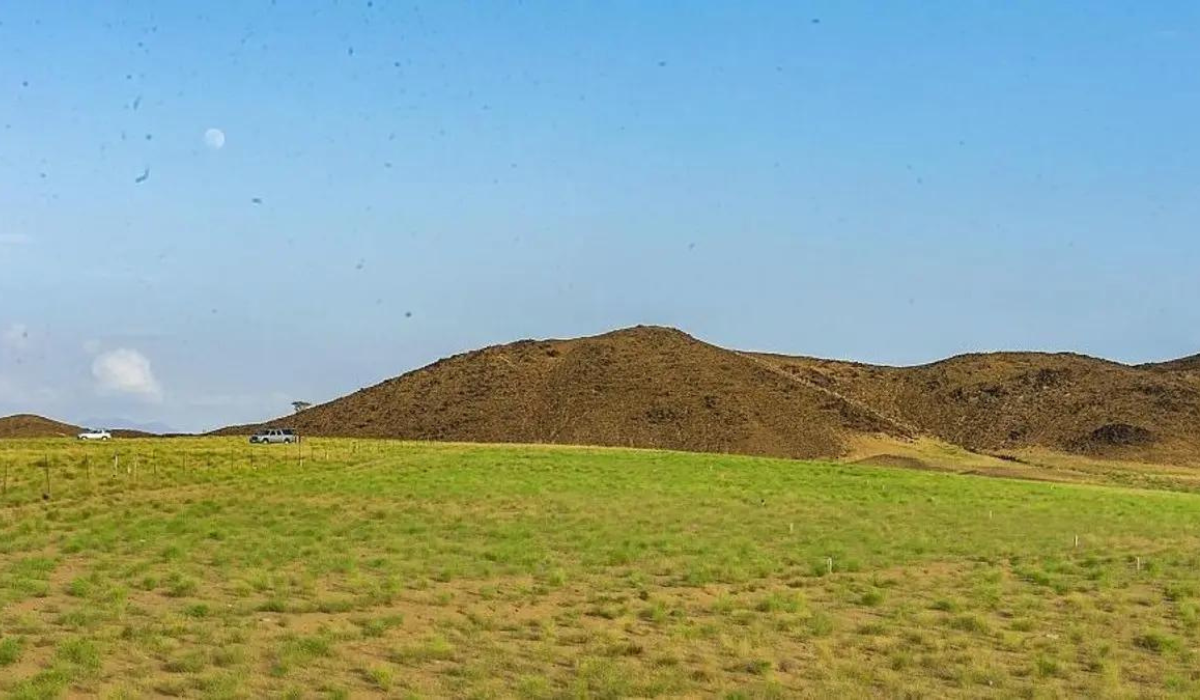 موسم عقرب السم