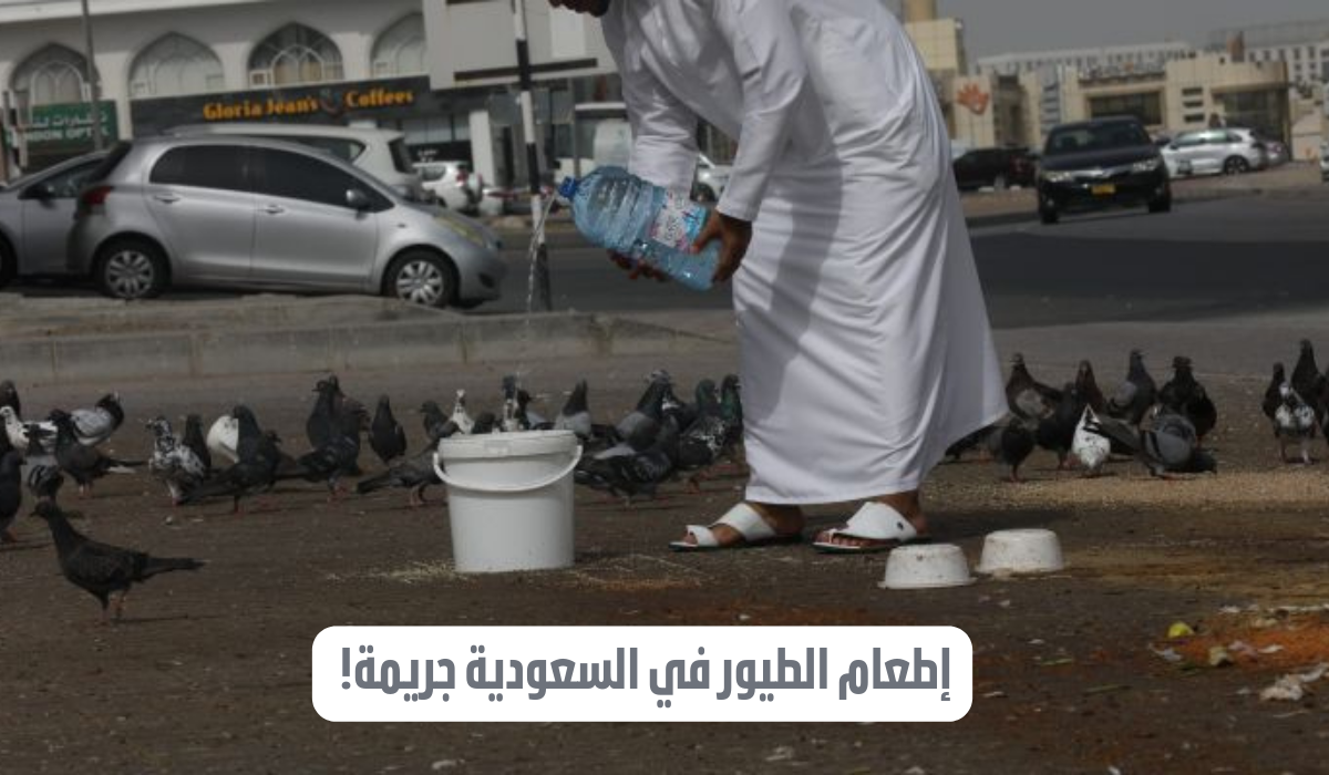 اطعام الطيور مخالفة في السعودية