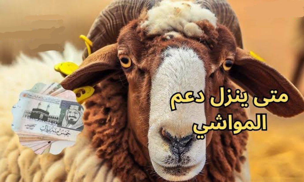 موعد نزول دعم المواشي