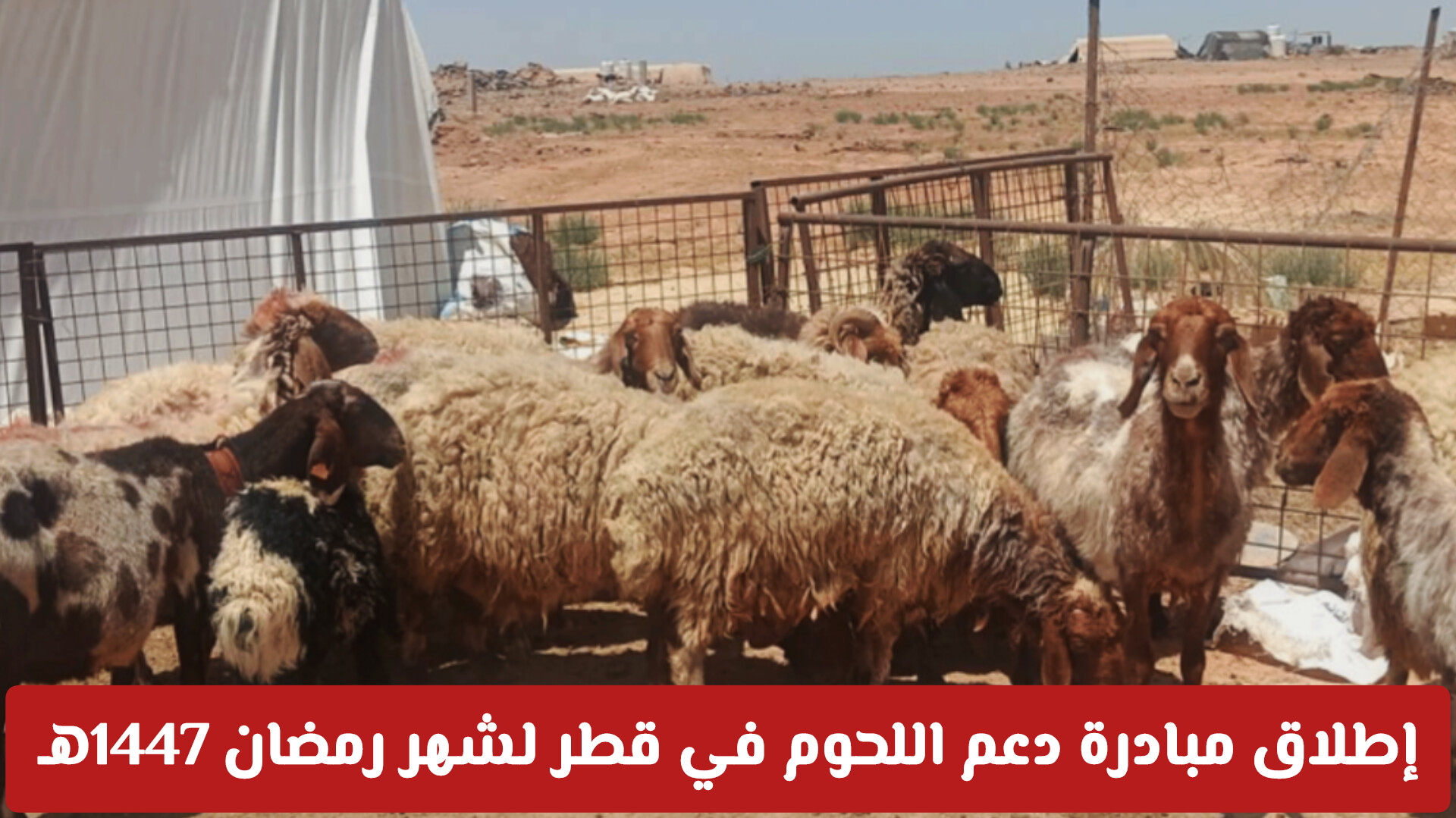 إطلاق مبادرة دعم اللحوم في قطر لشهر رمضان 1447هـ .. أماكن البيع والأسعار