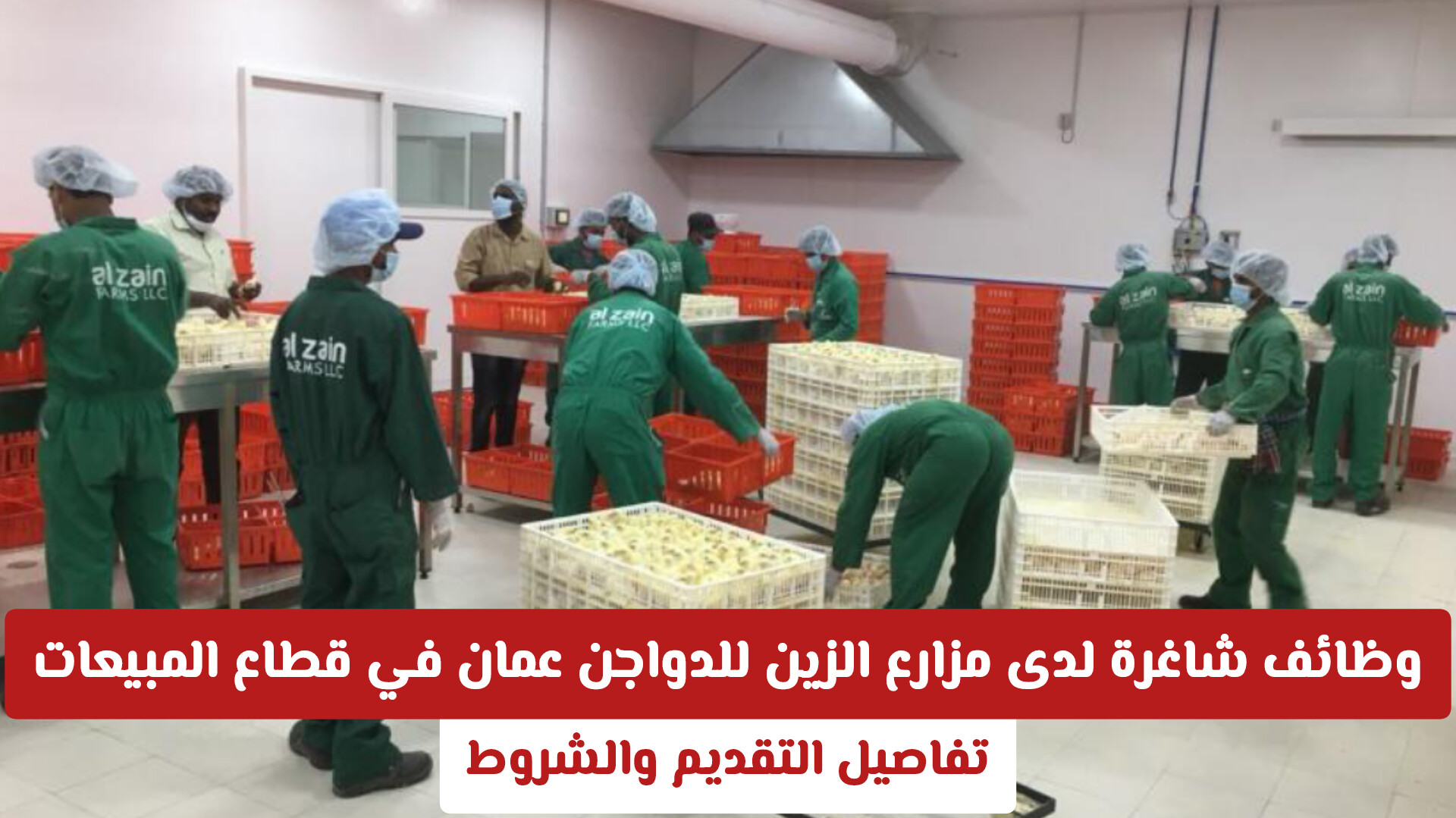 وظائف شاغرة لدى مزارع الزين للدواجن عمان في قطاع المبيعات 2026 .. تفاصيل التقديم والشروط