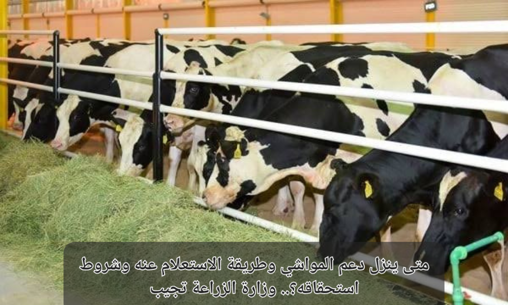 متى ينزل دعم المواشي