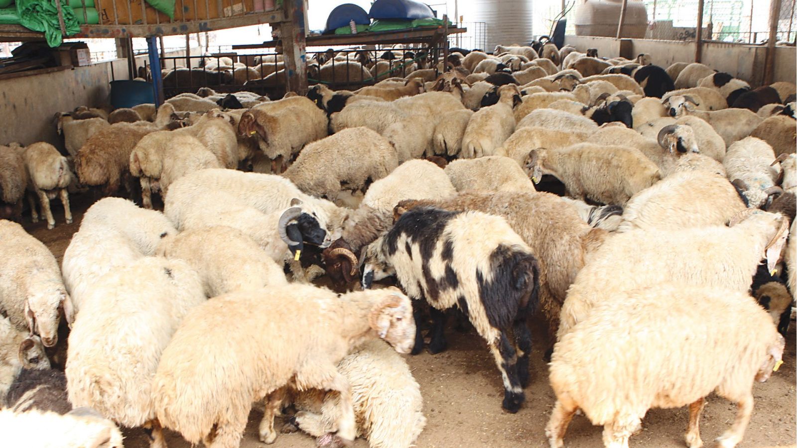 طلب شهادة حيازة ثروة حيوانبة 