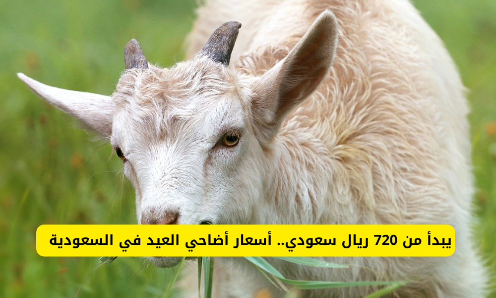 أسعار الأضاحي بالسعودية