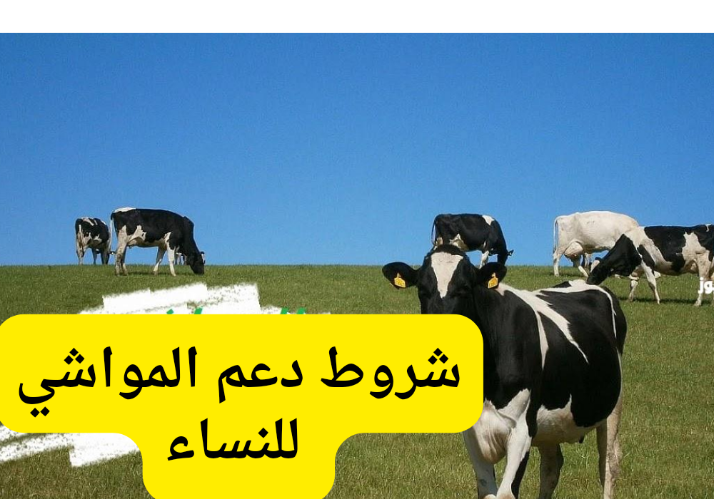 شروط دعم المواشي للنساء