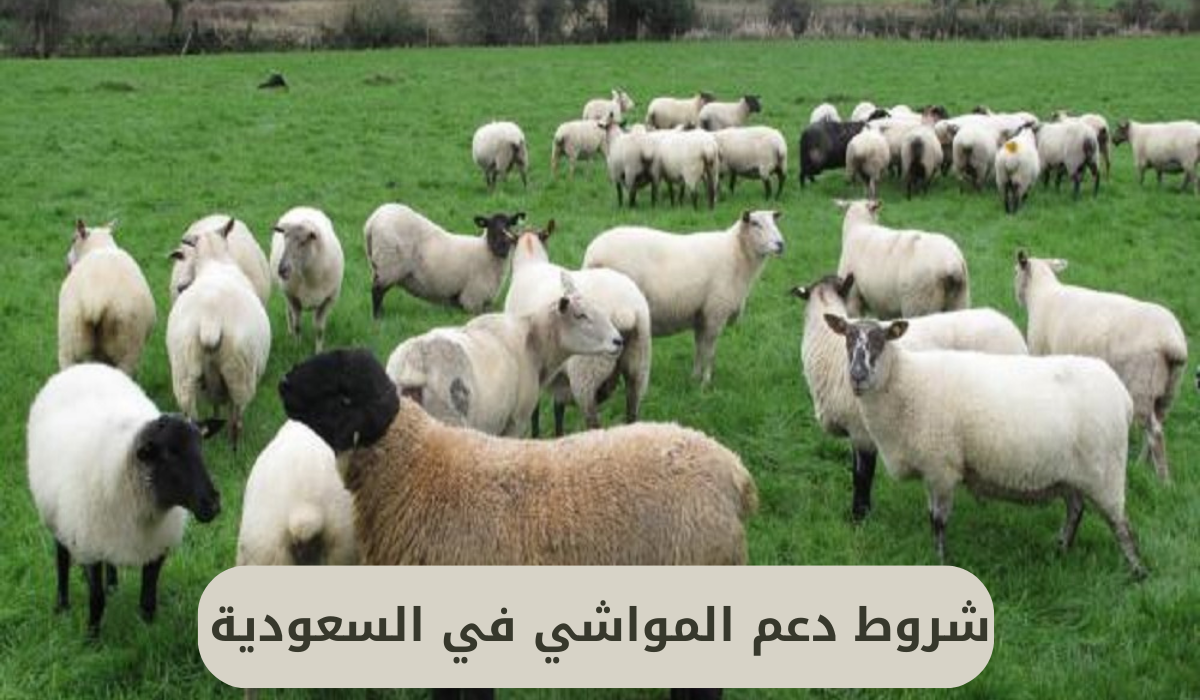 شروط دعم المواشي في السعودية 