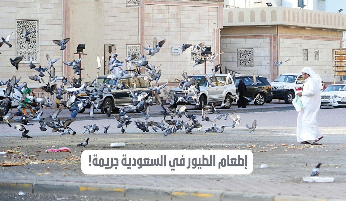إطعام الطيور في السعودية