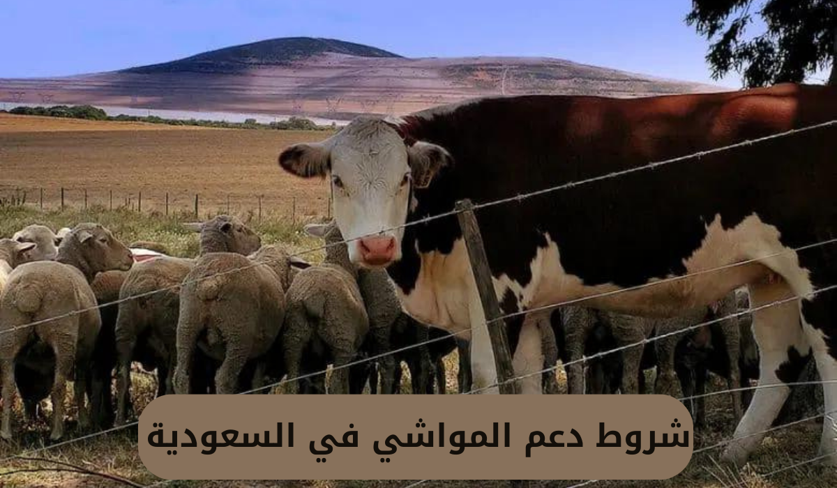 شروط دعم المواشي في السعودية