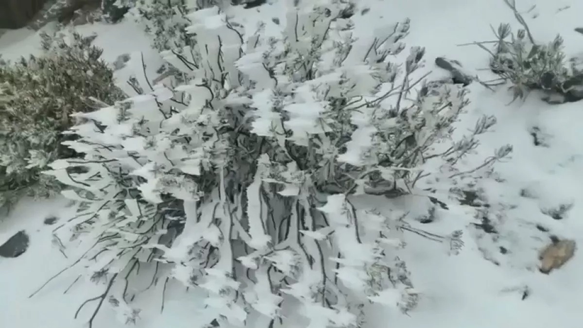 موجات الصردة