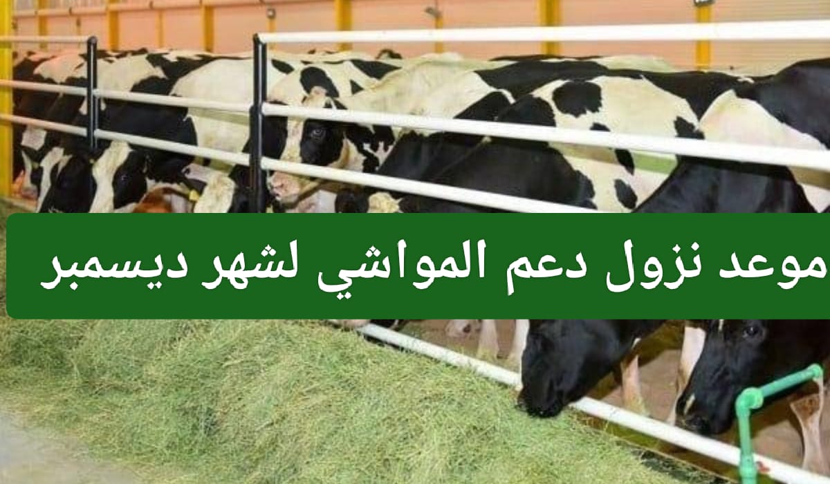 موعد نزول دعم المواشي لشهر ديسمبر 2023