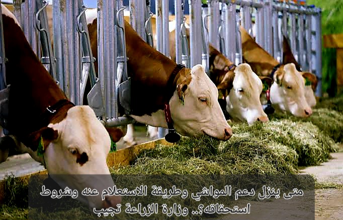 متى ينزل دعم المواش